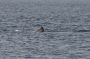 Baja05 - 007 * Sperm whale spy-hopping